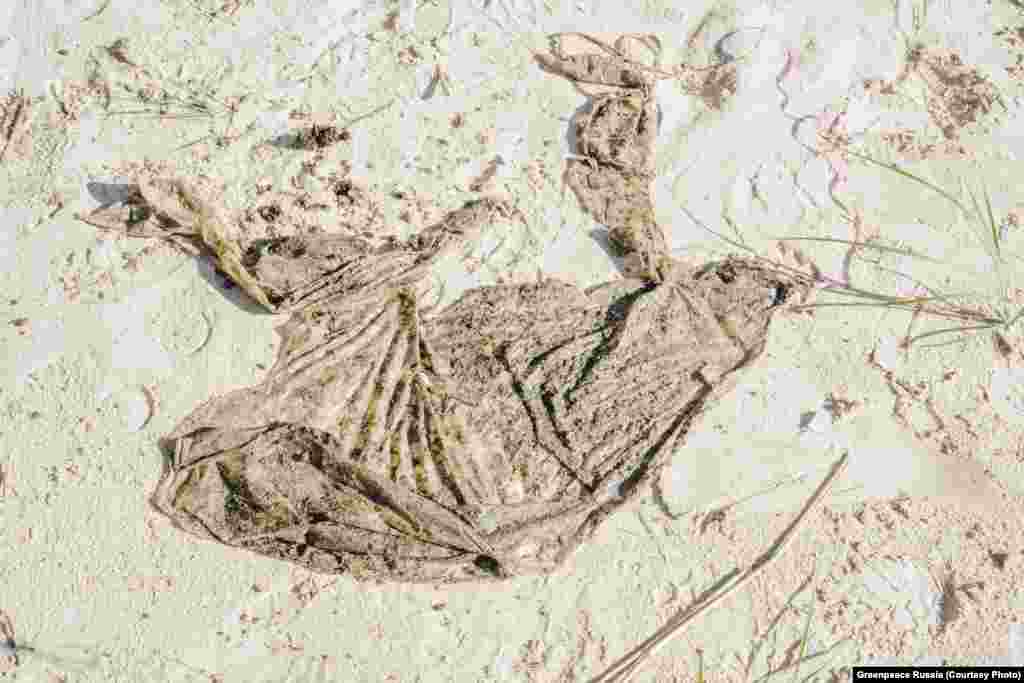 Lufi a parton. A magyarázatot Irina Kozlovskikh adja: &bdquo;A szentpétervári ballagásokon hagyománnyá vált, hogy léggömböket engednek az égbe. Azok viszont nem a sztratoszférában durrannak ki, hanem kipukkadva itt kötnek ki, és sokszor állatok halálát is okozzák&rdquo;. &nbsp;