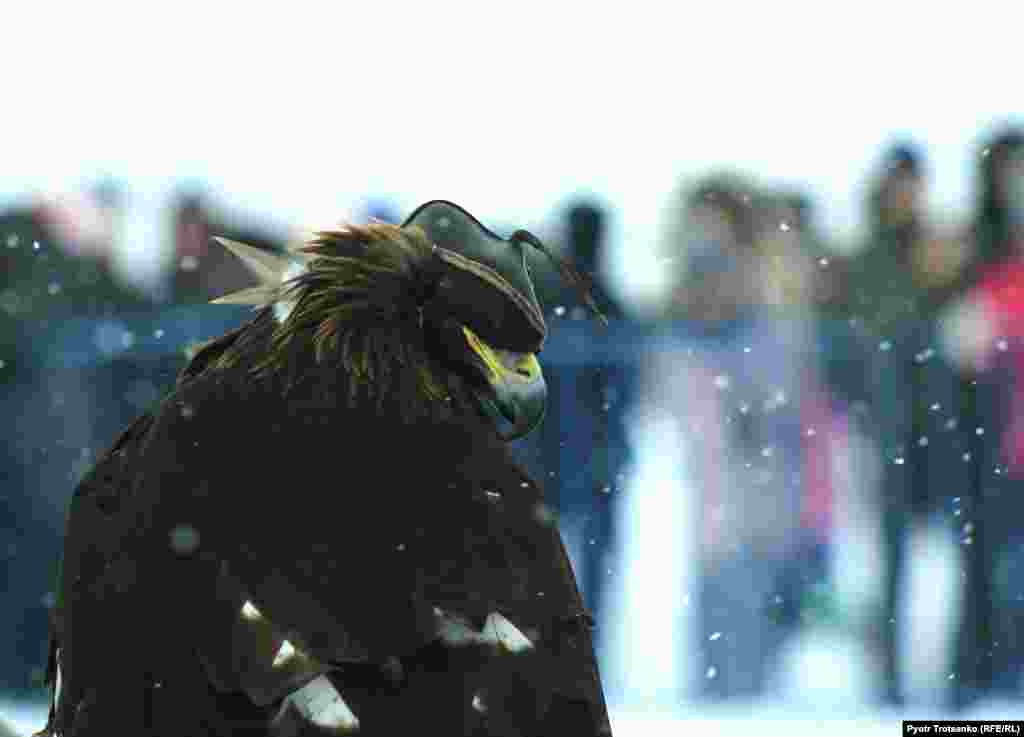 A golden eagle wears a hood before the competition.&nbsp;