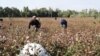 Өзбекстан: пахта териминдеги каргаша
