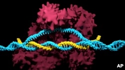 طرحی شماتیک از ماشین کریسپر - کس ۹ 