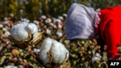 На сборе хлопка в Синьцзяне. Октябрь 2018 года. 
