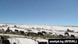 Калың кардан кийинки Ат-Башы аймагы, 22-сентябрь 2010-жыл