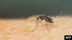 Пашшаи навъи Аедес, барангезандаи вируси "Зика"