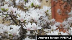 Magnolie albă, zona Aviatorilor-Dorobanți.