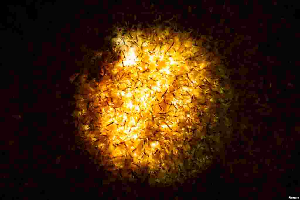 Поденки лежат на уличном фонаре, встроенном в тротуар, возле реки Дунай в Будапеште, Венгрия, 26 июля 2025 года. REUTERS/Marton Monus