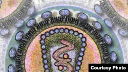 grafički prikaz virusa HIV