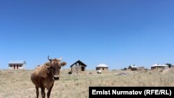 Иллюстрациялык сүрөт.