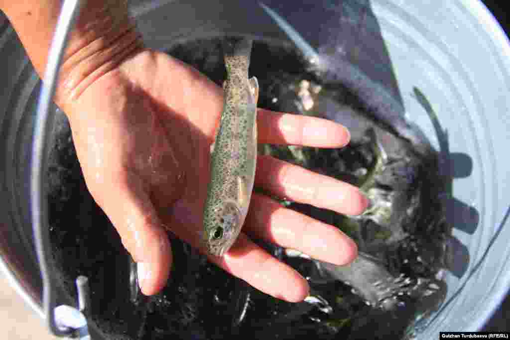 Форель в Кыргызстане за один год набирает 1-1,5 килограмма веса.&nbsp; &nbsp;