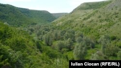 Padurea de la Tipova, imagine de arhivă.