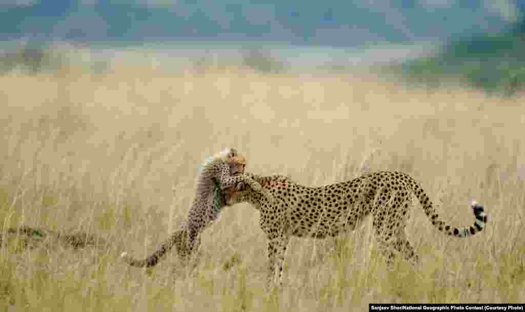 Национальный парк в Кении