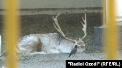 В душанбинском зоопарке. 14 октября 2019 года