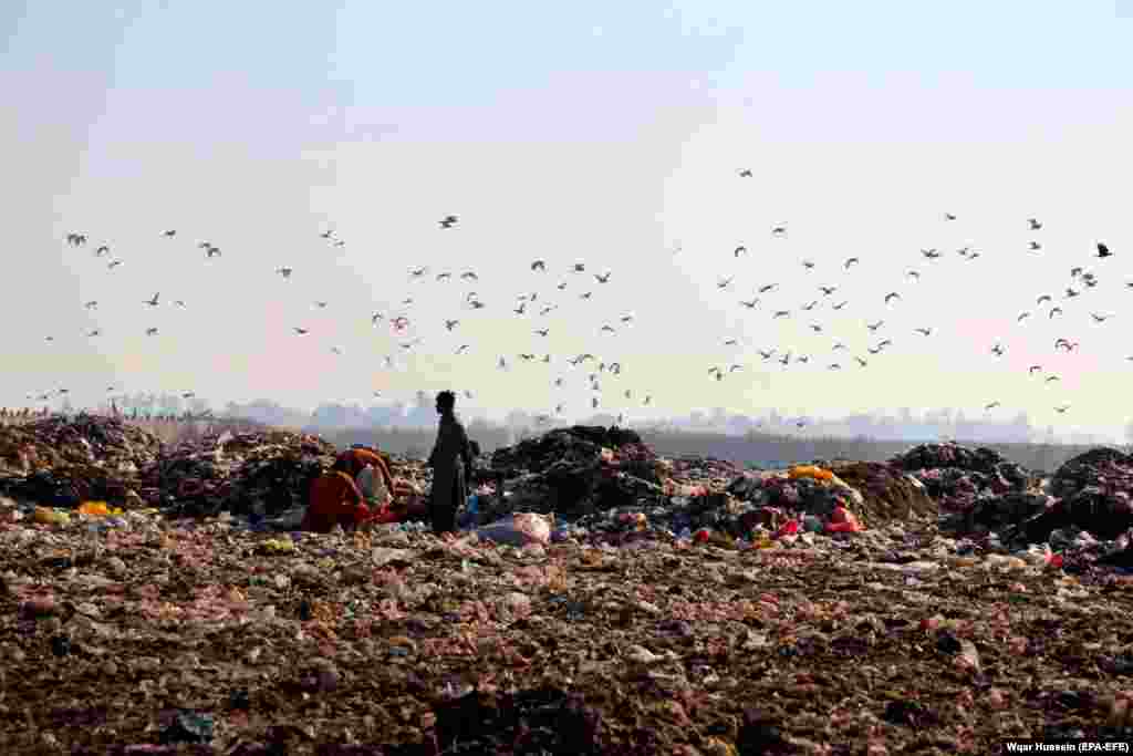 Këta djem punojnë në riciklimin e mbeturinave në një deponi në Larkana të Pakistanit. (epa-EFE/Wqar Hussein)