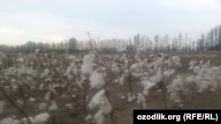 Не расклеенный хлопок на полях в Куштепинском районе Ферганской области.  