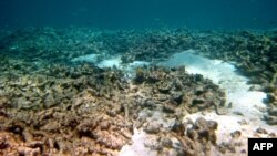 Oštećenja koralnog grebena u Australiji zbog globalnog zagrevanja