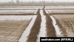 Посевные поля в Лебапском велаяте Туркменистана