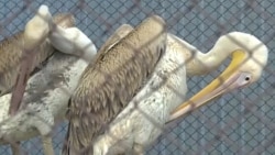 Kyrgyz Veterinarian Turns Home Into Sanctuary For Injured Wildlife