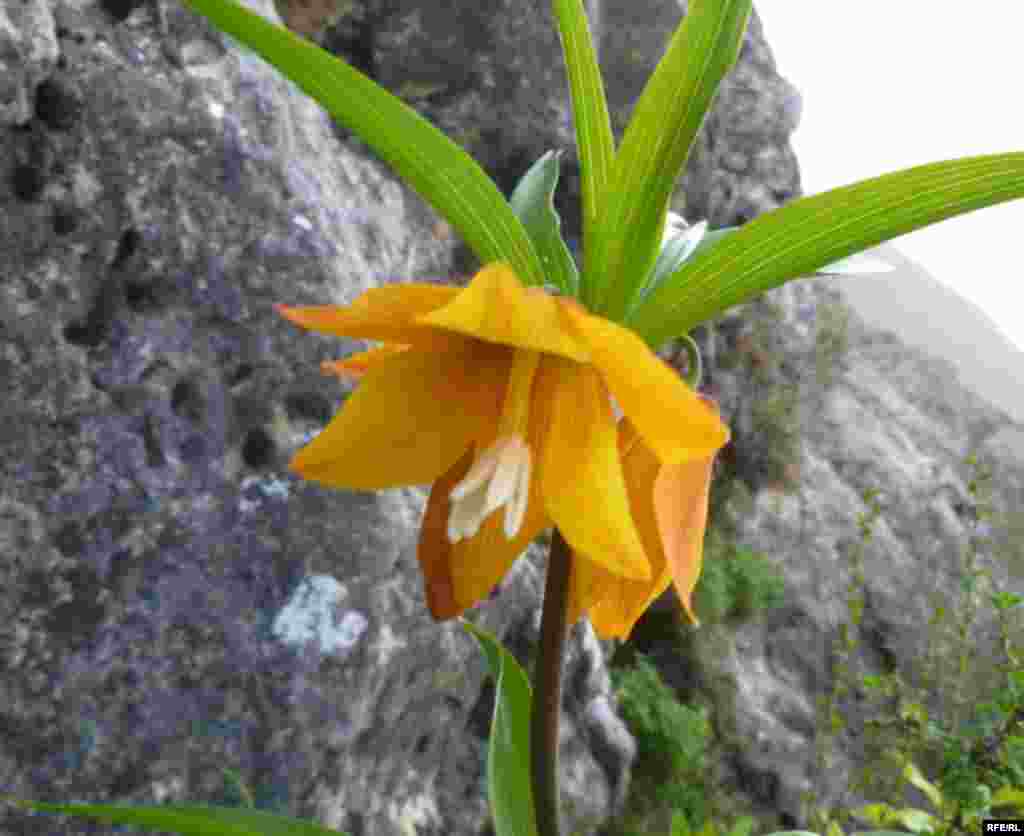 Баткенде Айгүл гүлдөдү #11