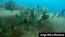 Búvárok szabadították ki az elhagyott halászhálók fogságából a korallokat Thaiföldön.