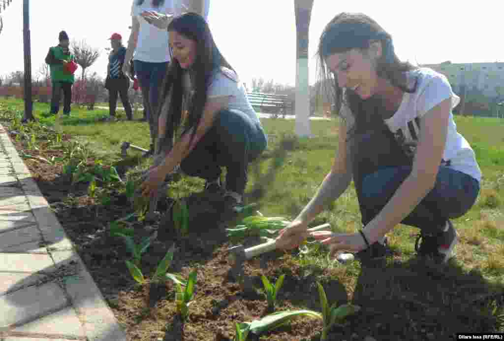 Девушки сажают тюльпаны.