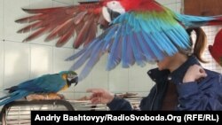 Попугаи Национального цирка Украины, 2012 год.