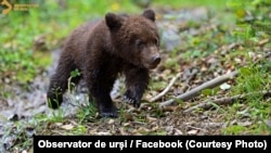 În România ar trăi între 7.500 și peste 8.000 de urși bruni, potrivit datelor prezentate în aprilie de Ministerul Mediului.