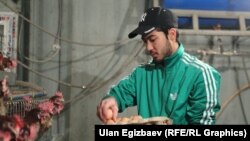 Тоок баккан ишкер