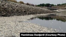 تخلیه فاضلاب در سد «فشافویه»؛ مرگ دو میلیون ماهی
