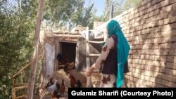 Csirkét tenyésztenek egy afgán farmon