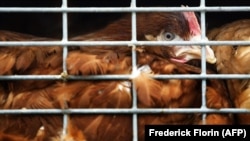 ANSVSA a confirmat un focar de gripă aviară la o fermă din județul Maramureș