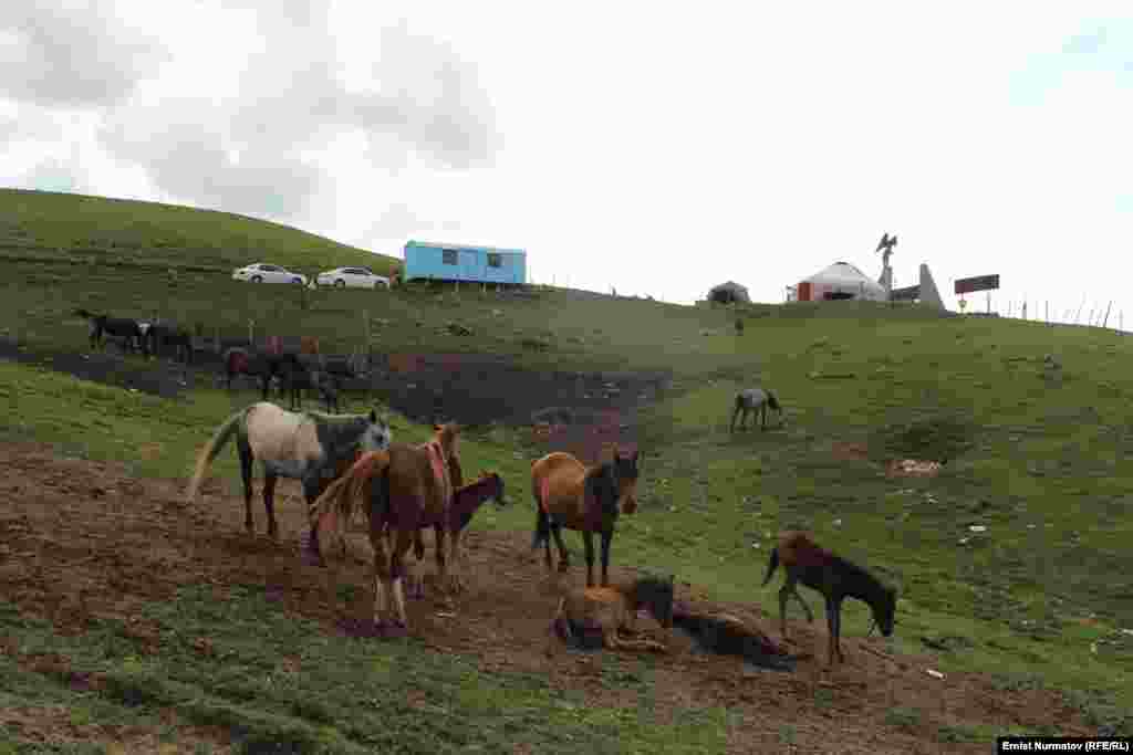 Местные лошади низкорослые в отличие от своих сородичей в других регионах
