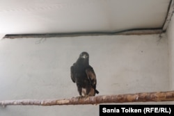 Птенец степного беркута в хозяйстве Боранбаевых.