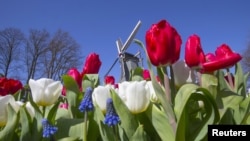 Кекенхоф гүлбагындагы мандалактар. Голландиянын бул жайы Европанын багы деп да айтылып жүрөт. 15-апрель 2015