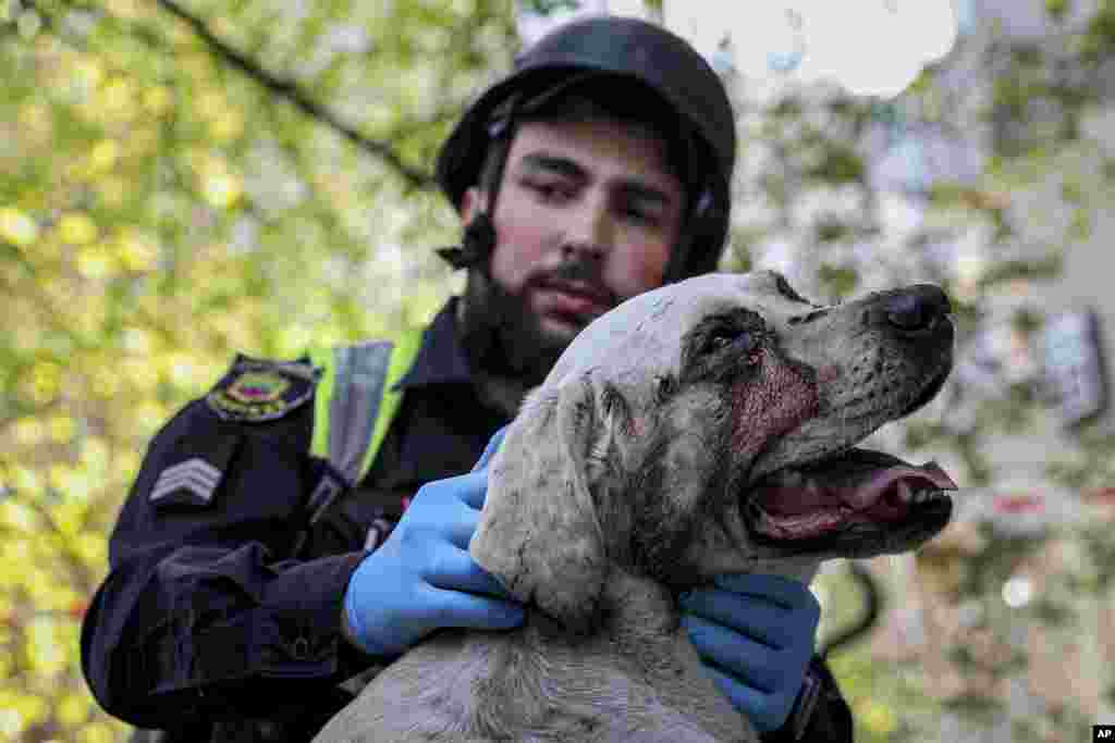 Полицейский успокаивает раненую собаку рядом с многоэтажным зданием, повреждённым в результате российского удара по жилому району в Запорожье, Украина, 22 апреля 2025 года. AP Photo/Kateryna Klochko