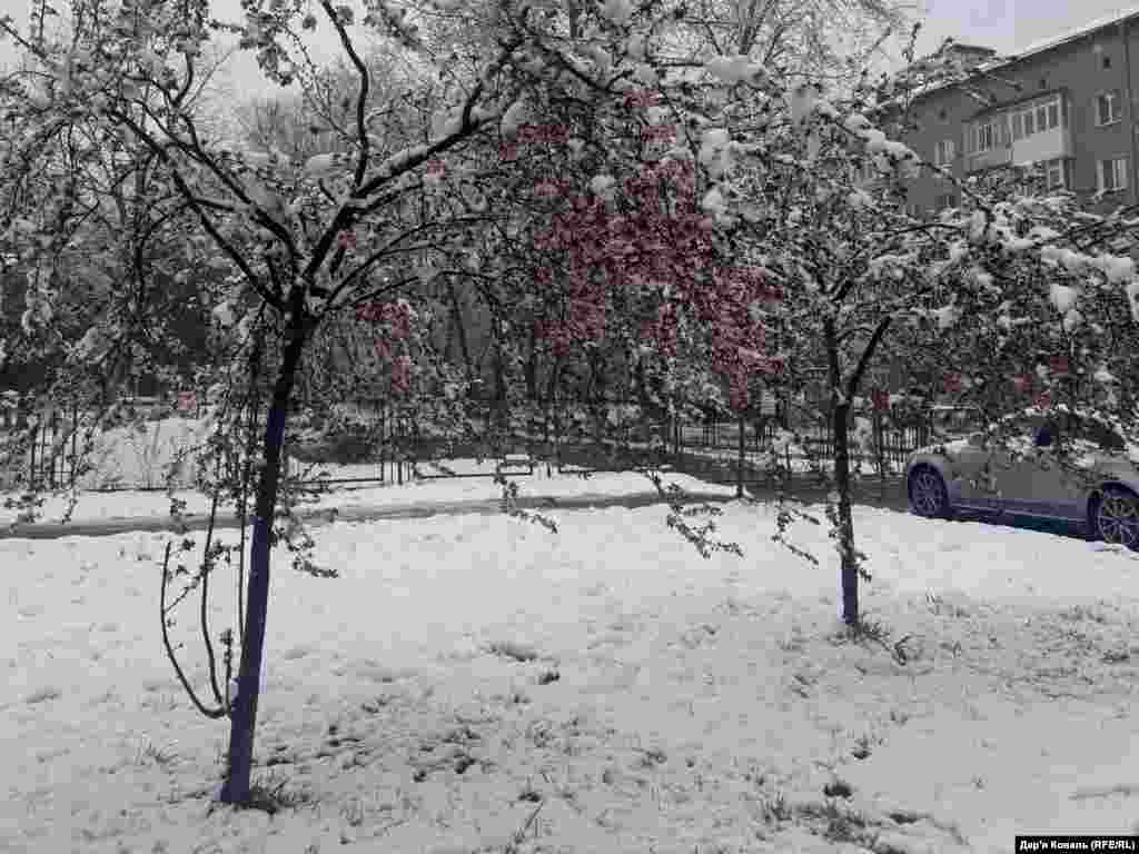 Встелило снігом також Івано-Франківськ, 11 квітня 2025 року