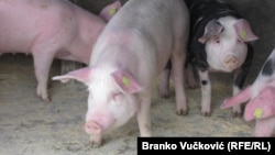 Sigurnosne mere na farmama su od ključnog značaja, zbog načina na koji se bolest širi (ilustracija)