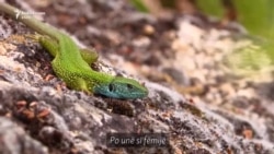 Artisti i fotografive të rralla