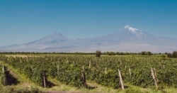 Виноградники на вірменській рівнині біля підніжжя гори Арарат у Туреччині, де вирощують залитий сонцем виноград для виробництва вірменського коньяку