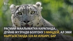 Жарадар илбирсти Бишкекке алып келишти