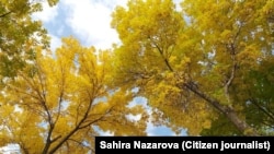 Иллюстрациялык сүрөт.