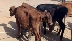 Diňle: Hor düşen mallar bazara çykarylýar, ýangyç ýetmezçiligi ot-iým gytçylygyna urna bolýar