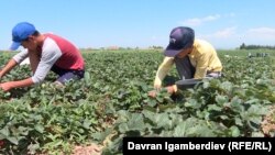 Талаада кулпунай жыйнаган балдар. Иллюстрациялык сүрөт.