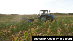 Culturile de porumb și floarea-soarelui au fost prejudiciate din cauza secetei în proporție de 80-90% în raionul Căușeni.