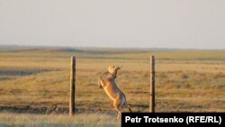 Кулан КБСА реинтродукция борборундагы тосмодон секирет. Костанай облусу, 2022-жыл, 19-июнь