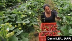 Фавершемде (Улуу Британияда) Кулпунай терип жаткан жумушчу аял.