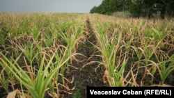 Vara aceasta, seceta a compromis semănături de porumb și floarea soarelui în sudul R. Moldova.