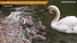 Харківський зоопарк допоможе сім'ям загиблих тбіліських колег