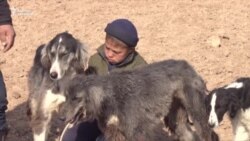 Жылкыга тете кыргыз тайганы