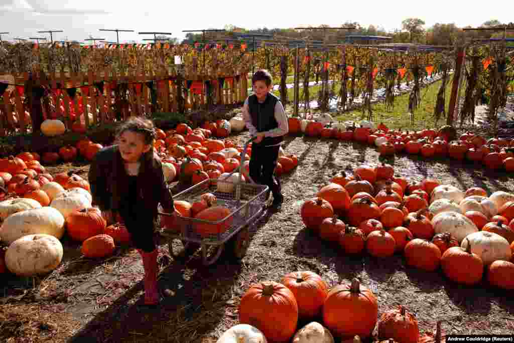 Великобритания. К Хэллоуину на ферме Каммас-Холл в городе Хэтфилд-Брод-Оук дети собирают тыквы и кабачки