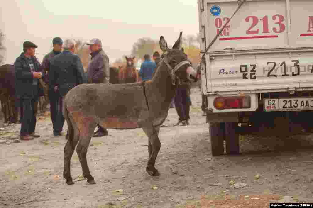 Этот единственный на рынке ослик ушел за 1,5 тысячи сомов. По словам его покупателя, в стране значительно сократилось количество ослов, поэтому найти себе нового питомца ему было достаточно сложно.&nbsp; &nbsp;