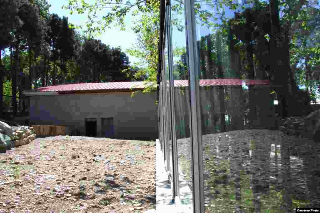 حصاری با شیشه هم در محل زندگی طراحی شده تا زوج شیر ایرانی حتی درون ساختمان به نور طبیعی دسترسی داشته باشند